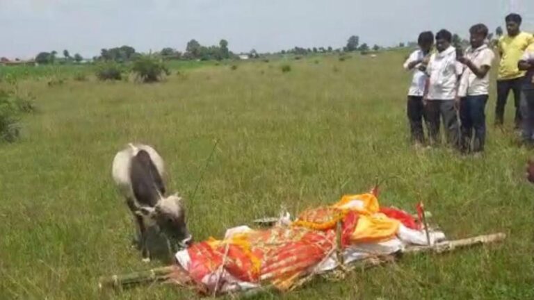 रस्सी तोड़कर मालिक के अंतिम संस्कार में पहुंचा बछड़ा, शव देखते ही हो गया बेहाल