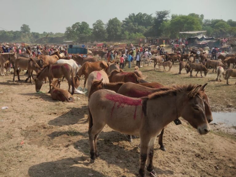 सलमान की कीमत सबसे ज्यादा; अक्षय, शाहरुख और कटरीना भी आए