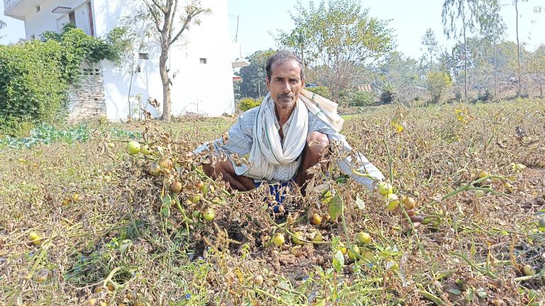 Sirmour News: खैरहन के राम विश्वास कुशवाहा की टमाटर की फसल बर्बाद, प्रशासन से मुआवजे की गुहार